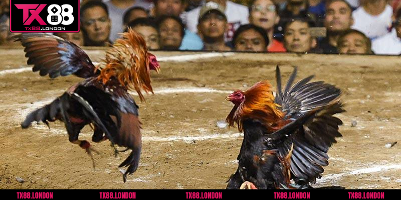 Giới thiệu về bộ môn đá gà tre tại TX88