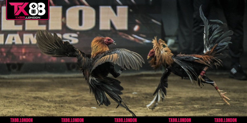 Tìm hiểu kỹ luật lệ và cách đặt cược trước khi tham gia